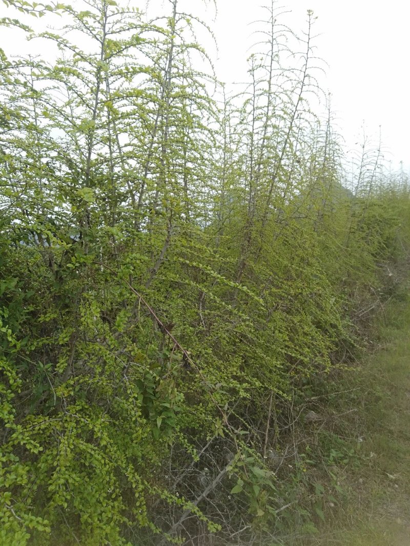 【热卖】马甲子刺苗围园用刺铁篱笆刺苗包邮