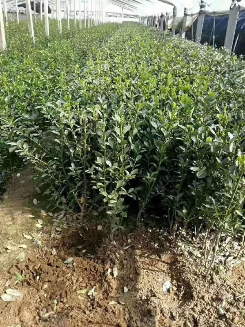 卫矛，胶东卫矛，爬行卫矛绿化工程专用苗木