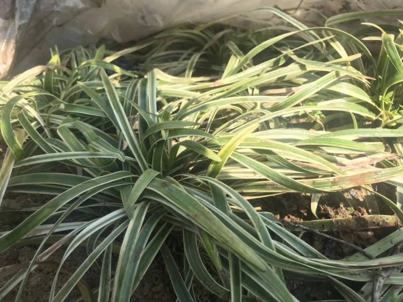 麦冬草！阔叶麦冬！金边麦冬！种植基地绿化工程专用苗木
