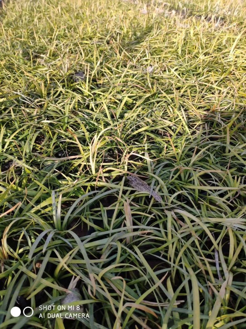麦冬草！阔叶麦冬！金边麦冬！种植基地绿化工程专用苗木
