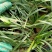 麦冬草!阔叶麦冬!金边麦冬!种植基地绿化工程专用苗木