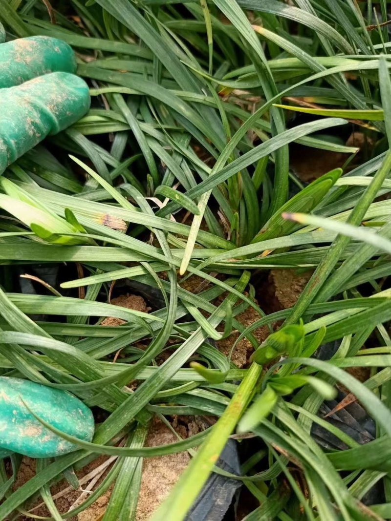 麦冬草！阔叶麦冬！金边麦冬！种植基地绿化工程专用苗木