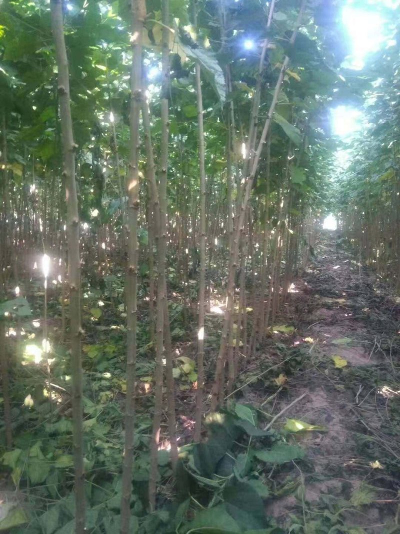 桑树苗大量出售！诚信经营！高质量低价格！