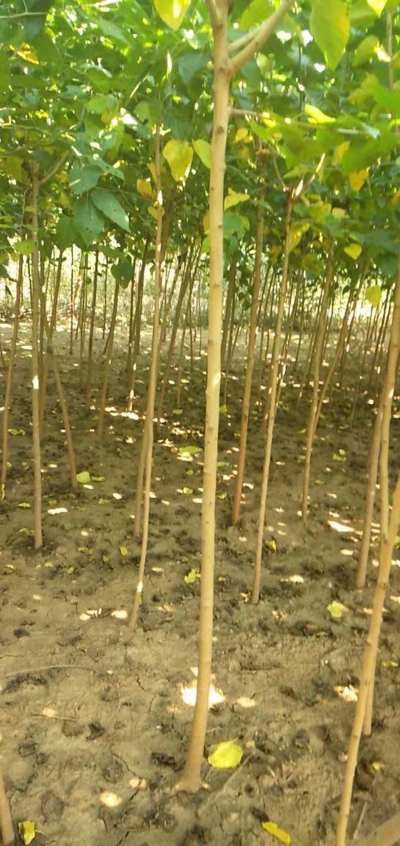 桑树苗大量出售！诚信经营！高质量低价格！