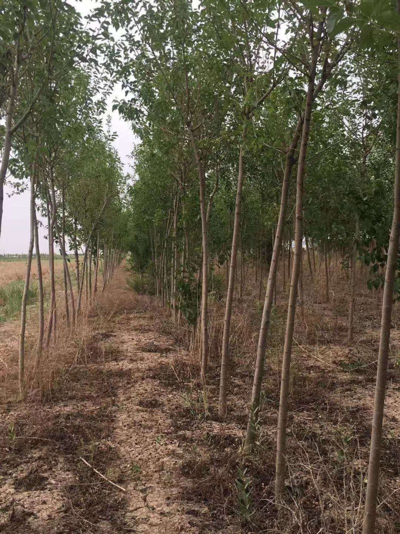 桑树苗大量出售！诚信经营！高质量低价格！