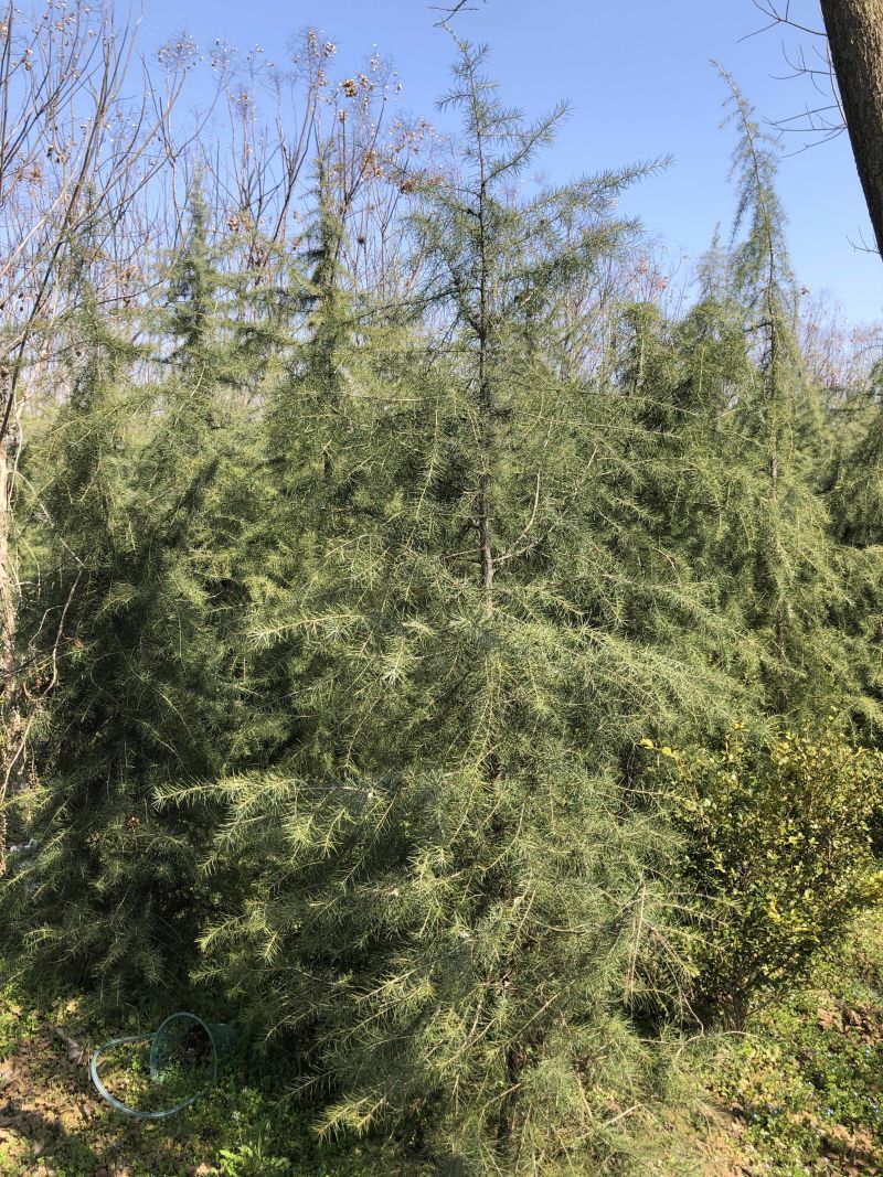 雪松基地直销高度1米至6米代发全国