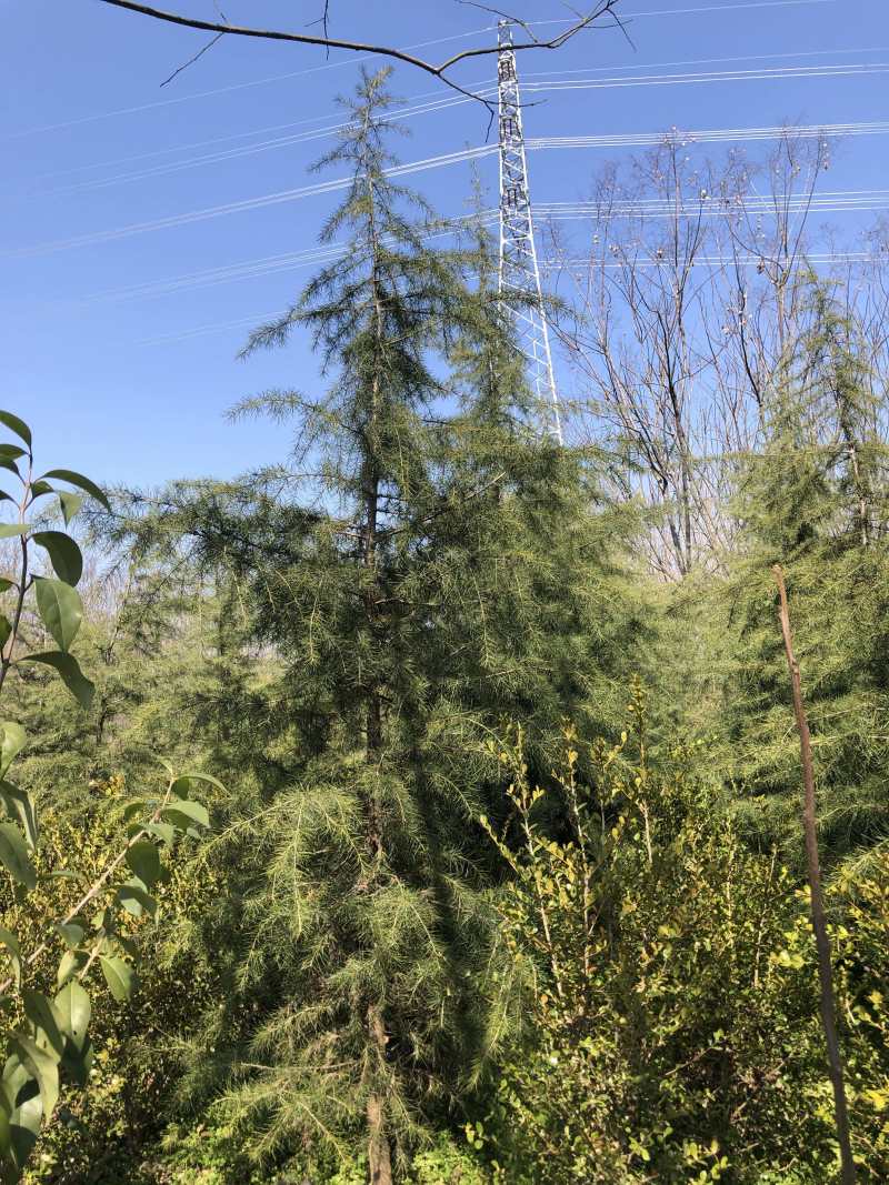 雪松基地直销高度1米至6米代发全国