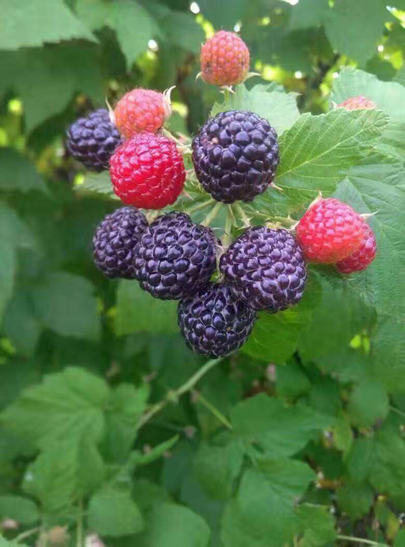 新品种黑树莓苗口感甜南方北方盆栽地栽树莓苗基地直发