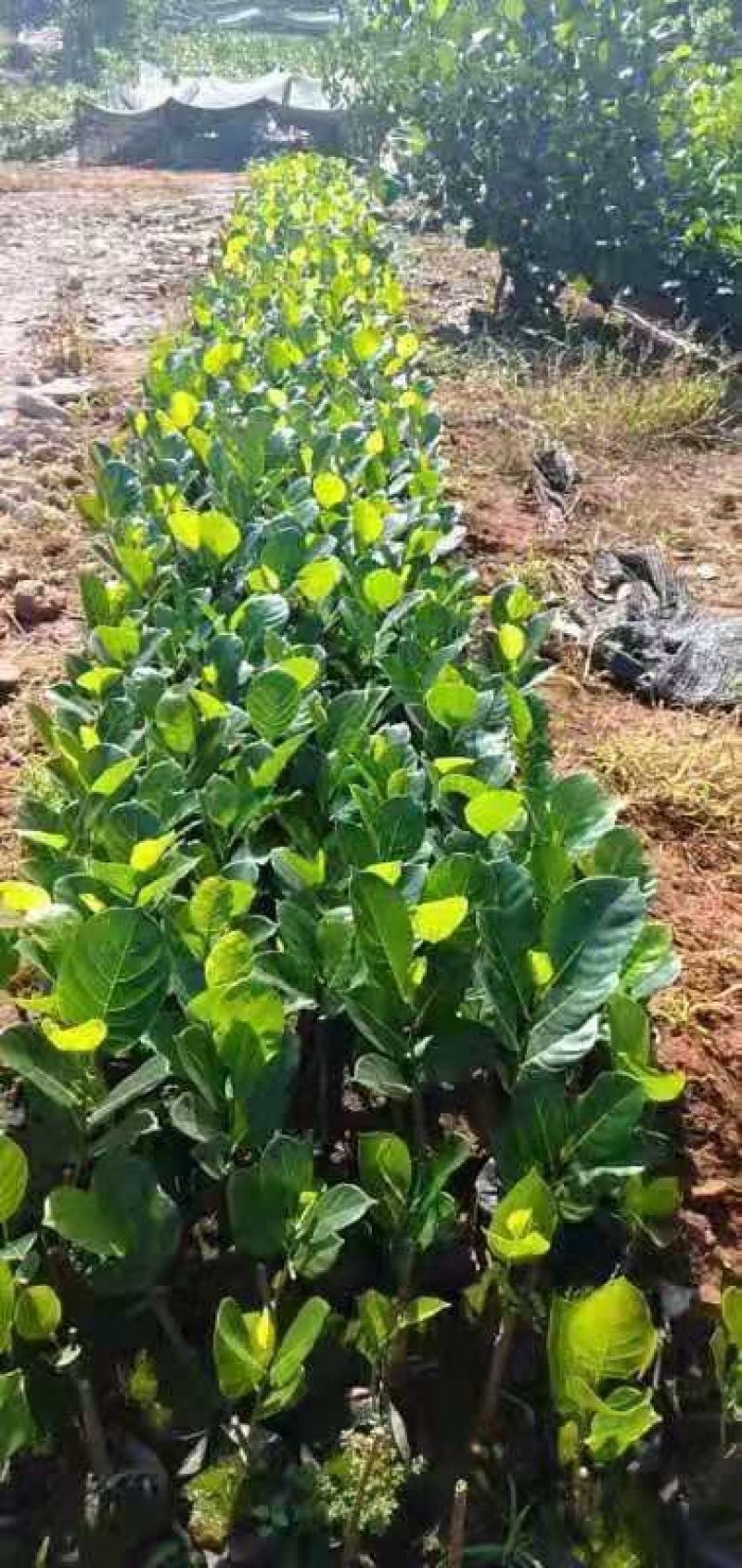 12号泰国菠萝蜜苗黄肉红肉干包水包马来一号越南