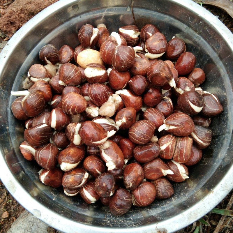 四季常绿叶观植物新鲜发财树种子