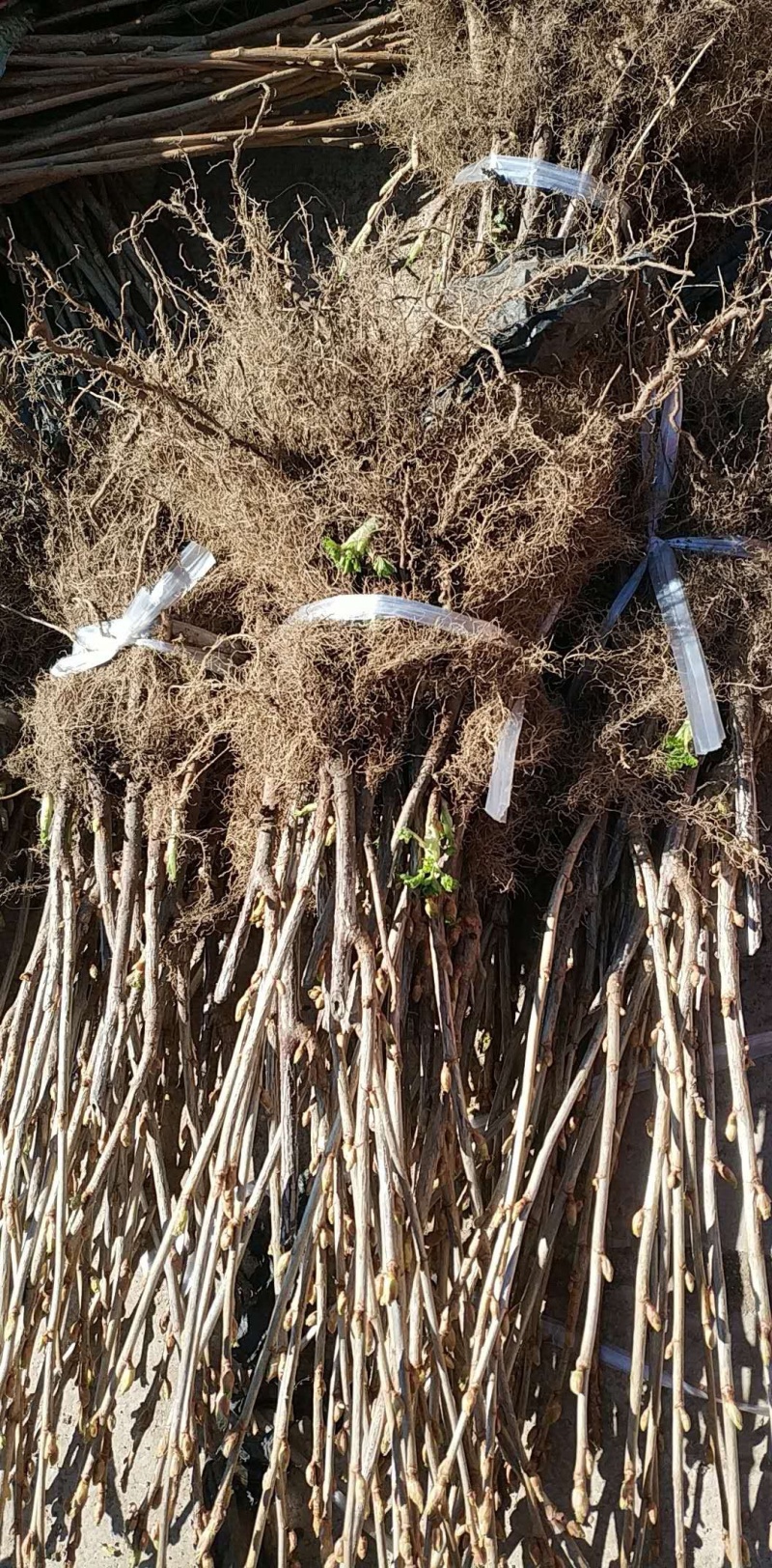 黑加仑苗树葡萄苗南北方种植盆栽地栽果树苗