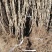 黑加仑苗树葡萄苗南北方种植盆栽地栽果树苗