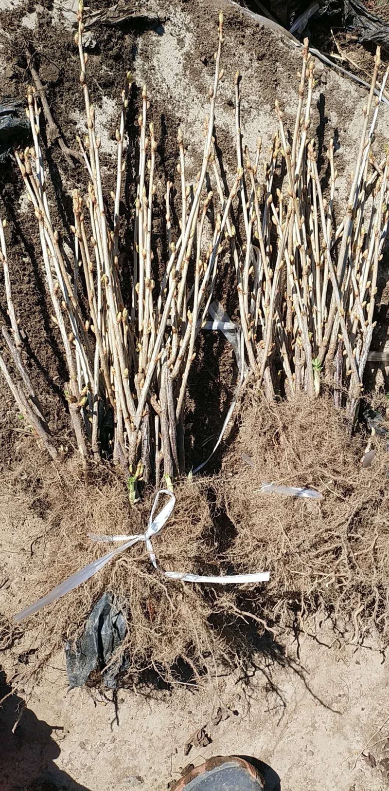 黑加仑苗树葡萄苗南北方种植盆栽地栽果树苗