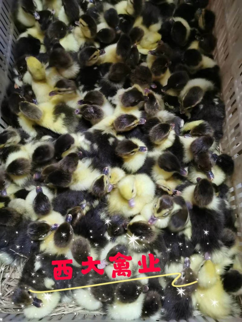 番鸭苗，体型大，耐粗饲，生长速度快