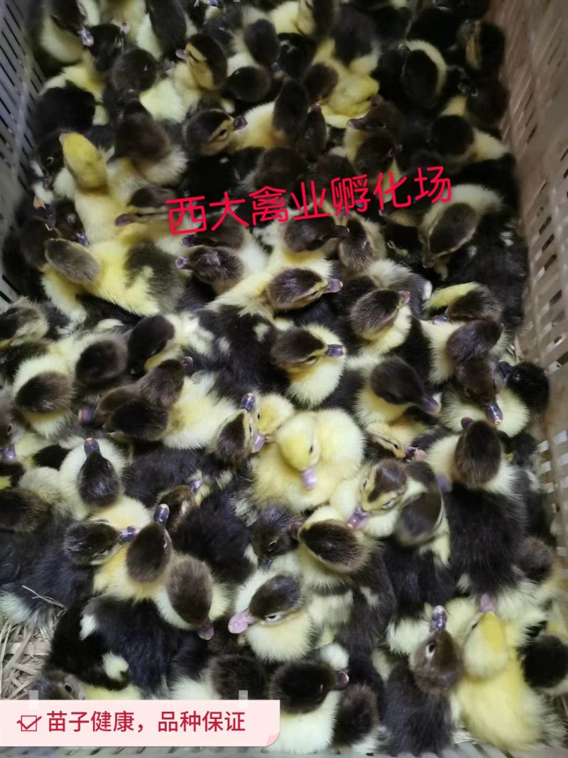 番鸭苗，体型大，耐粗饲，生长速度快