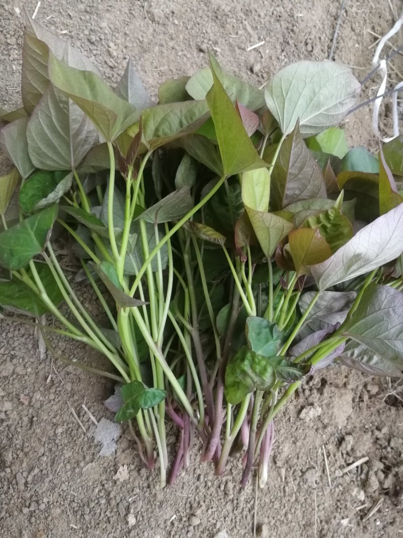安徽北部大田剪苗西瓜红薯苗，脱毒薯苗原种级别