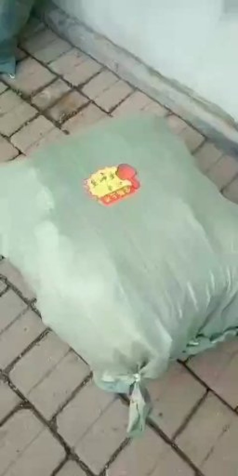 灯笼果苗。基地直发。价格低。成活率高。服务好量大优惠。