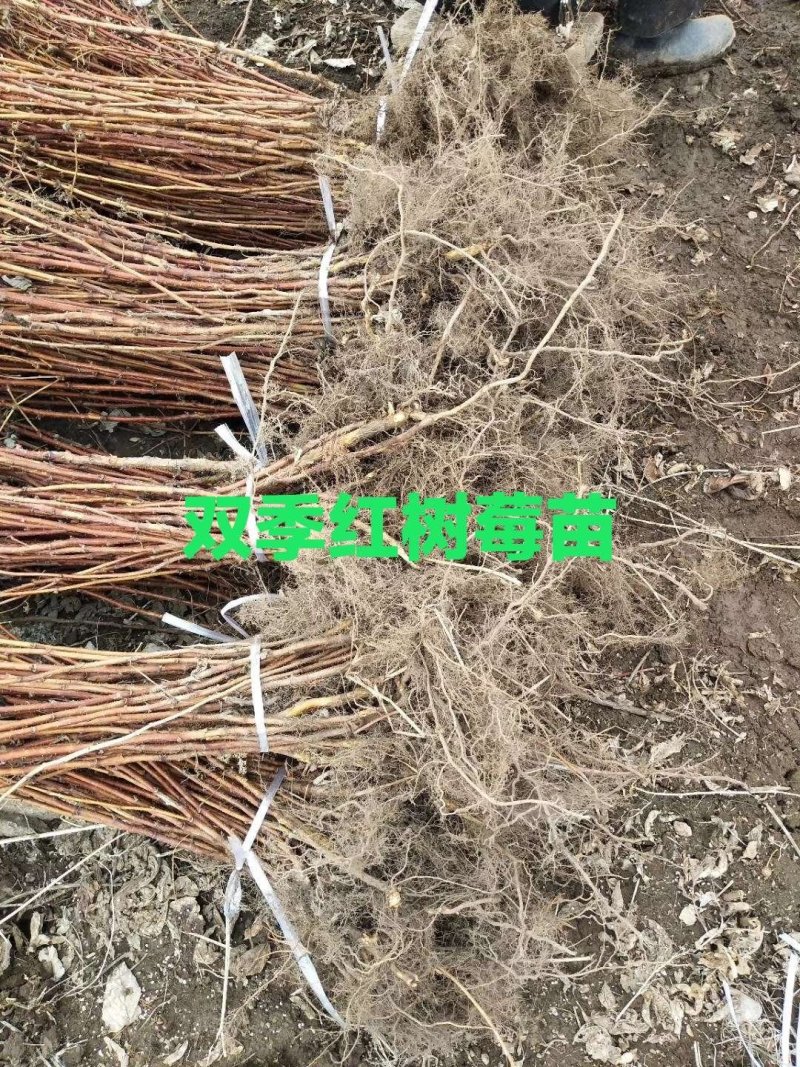 黑树莓苗基地直发。价格低。成活率高。服务好量大优惠。