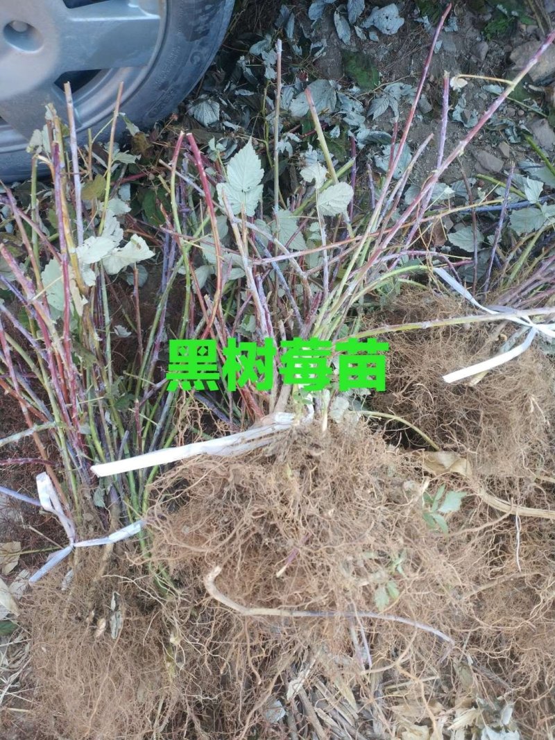 黑树莓苗基地直发。价格低。成活率高。服务好量大优惠。