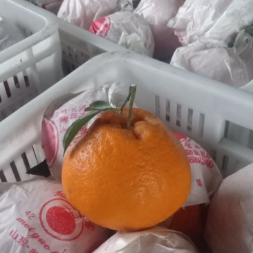 新鲜杷杷柑，不知火次果