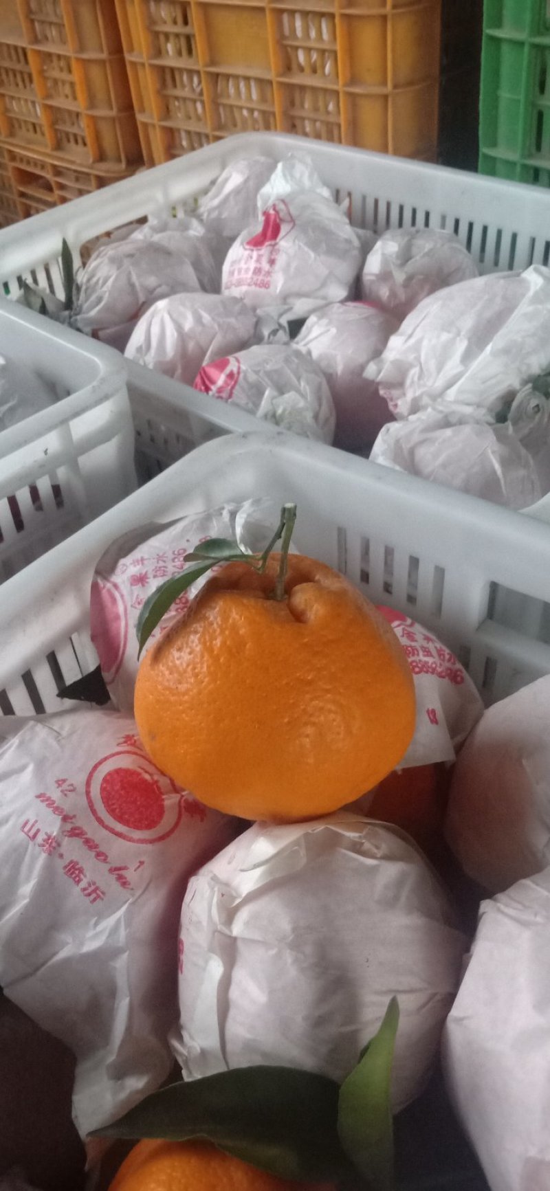 新鲜杷杷柑，不知火次果