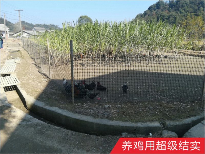 塑料养殖网玉米网养鸡鸭围网漏粪网防护网塑料格栅防护网
