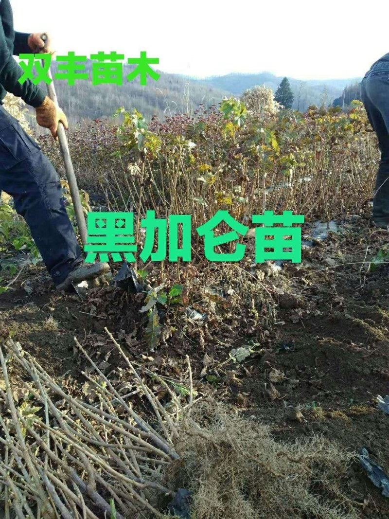 红加仑苗基地直发。价格低。成活率高。服务好量大优惠。