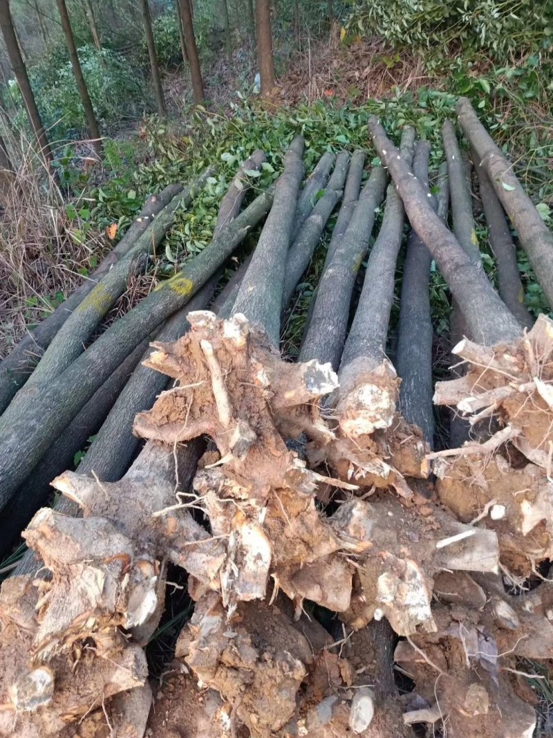 裸根香樟出售8-10-12公分