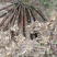 裸根香樟出售8-10-12公分