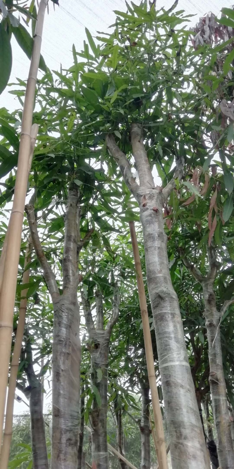 绿化扁桃树