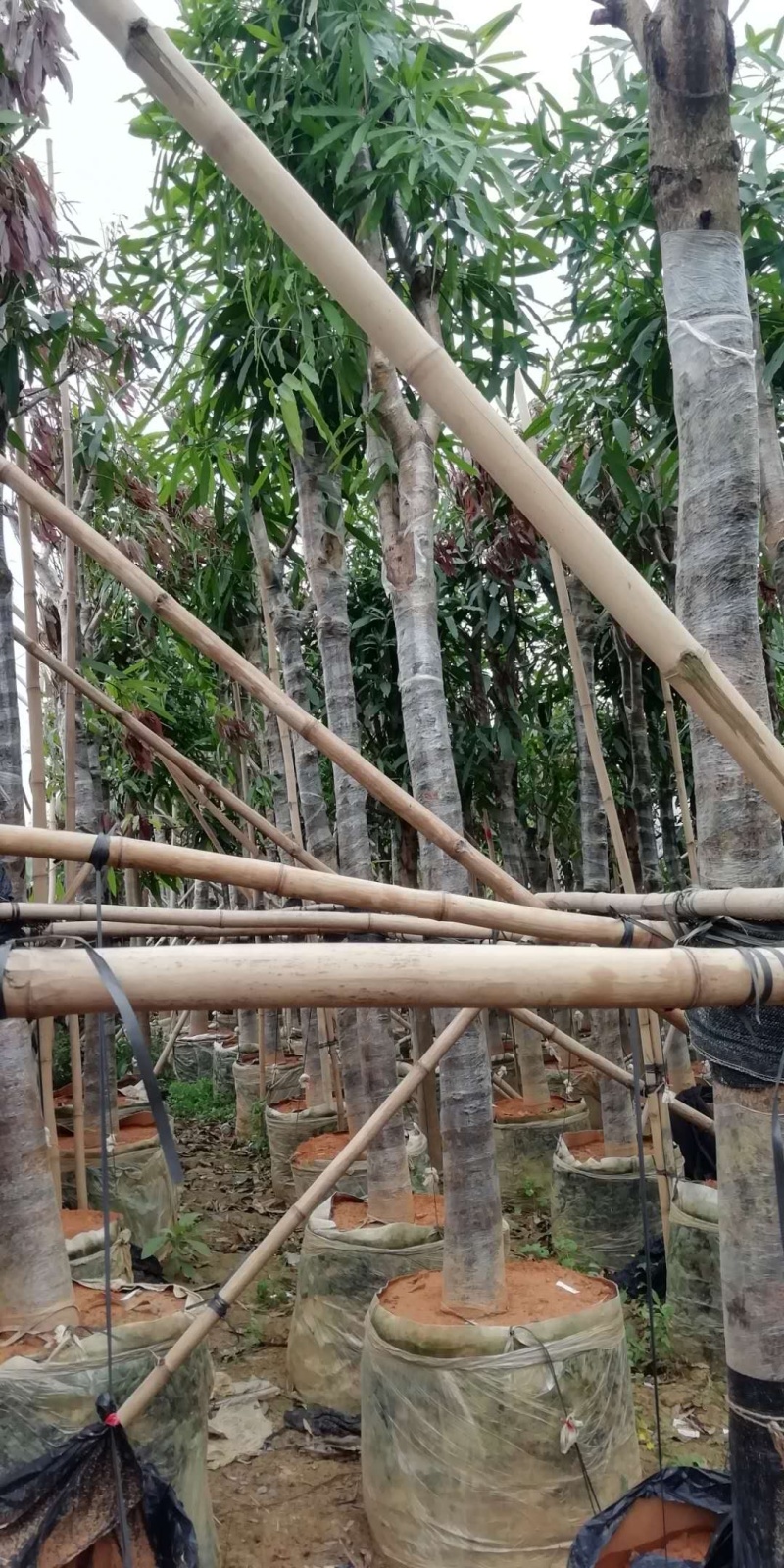 绿化扁桃树