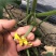 欧宝绿娃娃荷兰水果黄瓜种子，无刺小黄瓜，全雌，一叶多瓜
