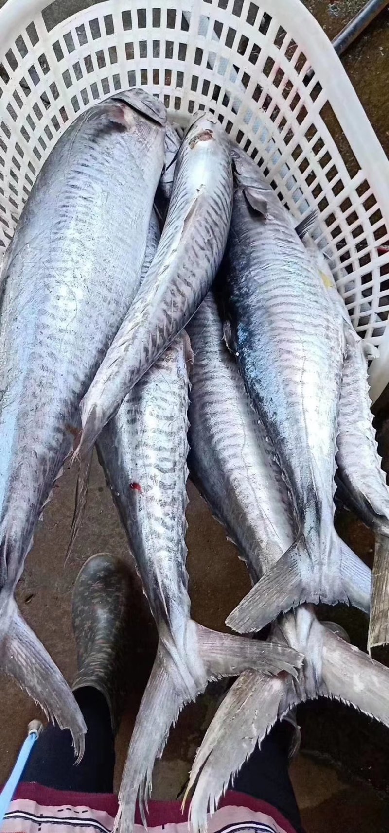“马鲛鱼”来源南海北部湾海域，天生丽质，肉质饱满，