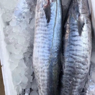 “马鲛鱼”来源南海北部湾海域，天生丽质，肉质饱满，