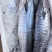 “马鲛鱼”来源南海北部湾海域，天生丽质，肉质饱满，