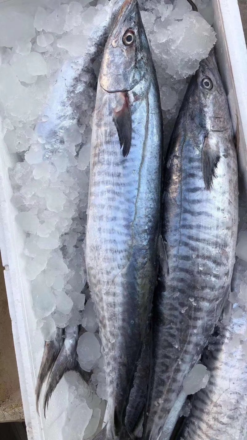 “马鲛鱼”来源南海北部湾海域，天生丽质，肉质饱满，