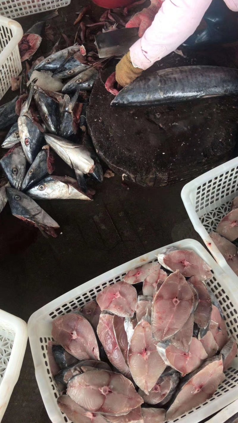 “马鲛鱼”来源南海北部湾海域，天生丽质，肉质饱满，