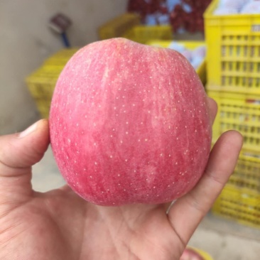 正宗甘肃天水花牛苹果套袋花牛苹果原产地直供