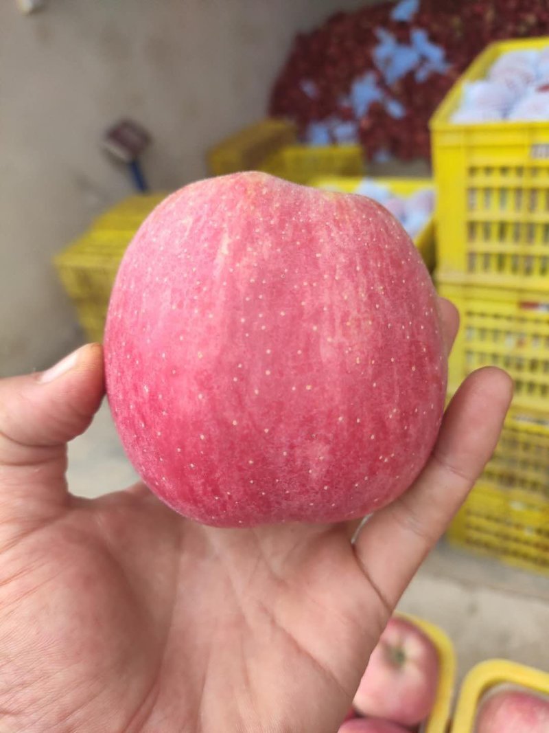 正宗甘肃天水花牛苹果套袋花牛苹果原产地直供