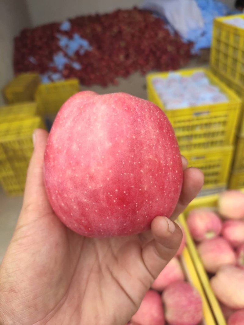 正宗甘肃天水花牛苹果套袋花牛苹果原产地直供