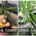 欧宝绿娃娃荷兰水果黄瓜种子，无刺小黄瓜，全雌，一叶多瓜