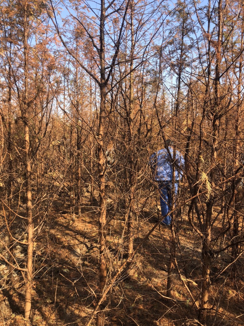 水杉苗水杉小苗、两年生水杉苗，2-6公分工程水杉苗