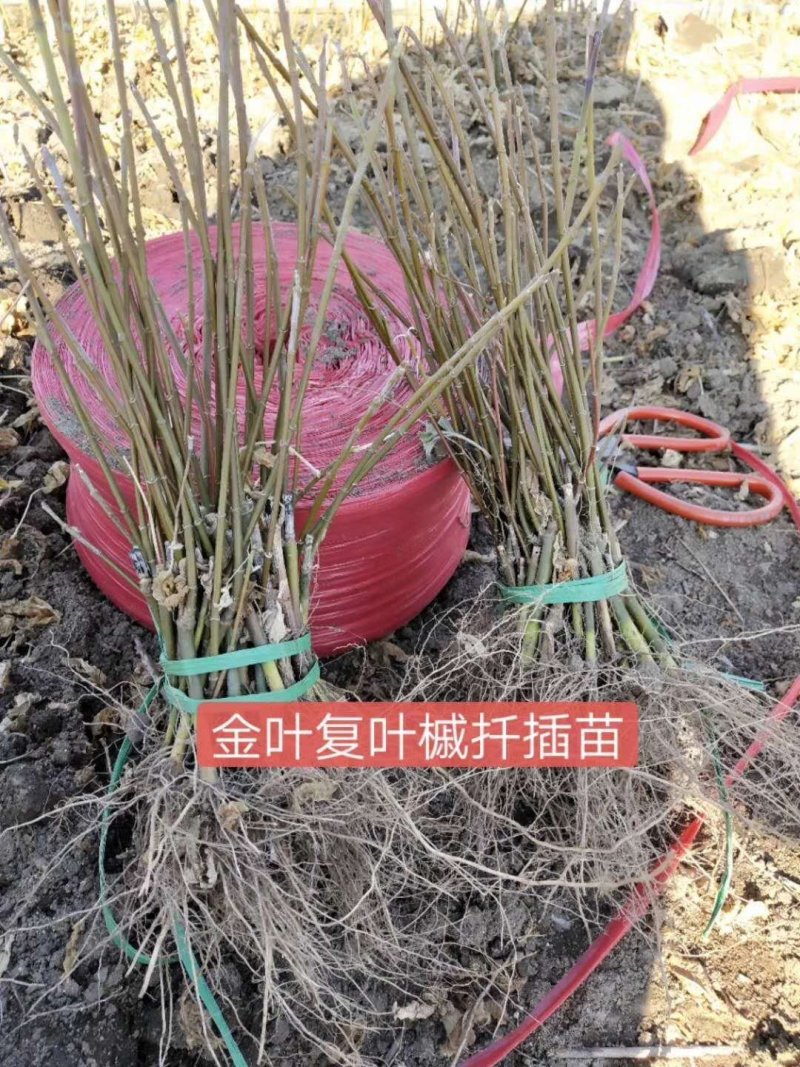 大量批发金叶复叶槭扦插苗源头一手货源产地直发欢迎选购