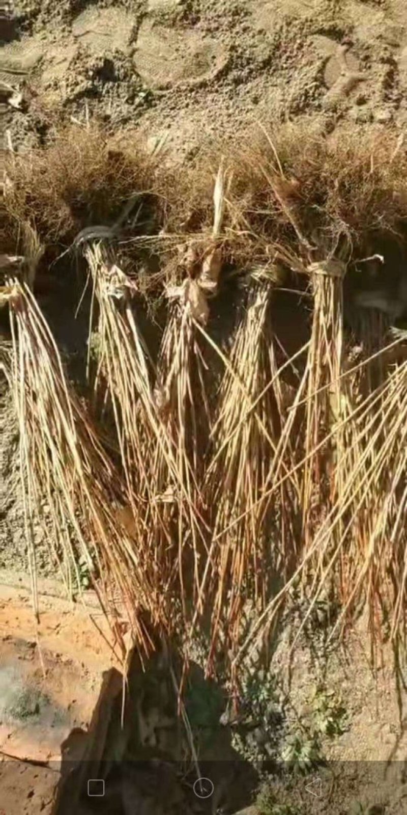 大量批发金叶复叶槭扦插苗源头一手货源产地直发欢迎选购