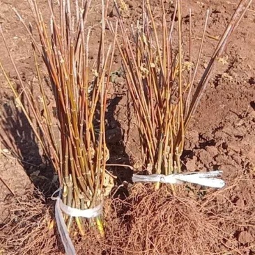 大量批发金叶复叶槭扦插苗源头一手货源产地直发欢迎选购