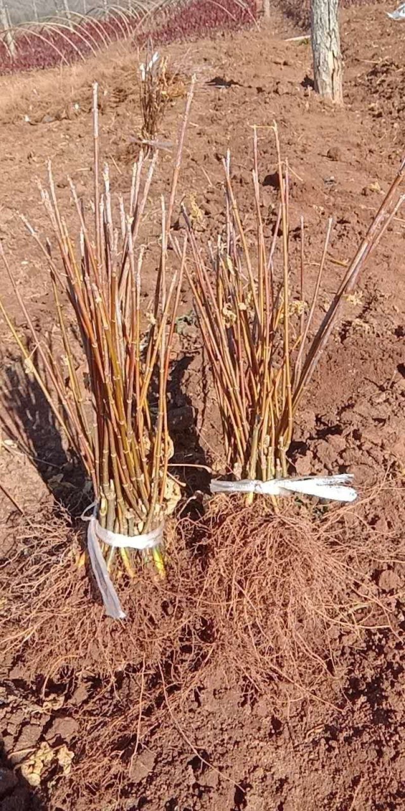 大量批发金叶复叶槭扦插苗源头一手货源产地直发欢迎选购