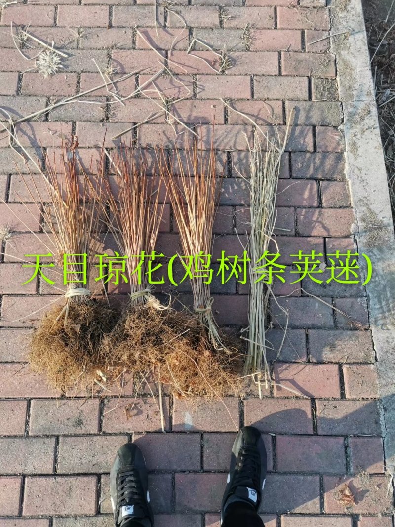 大量批发金叶复叶槭扦插苗源头一手货源产地直发欢迎选购