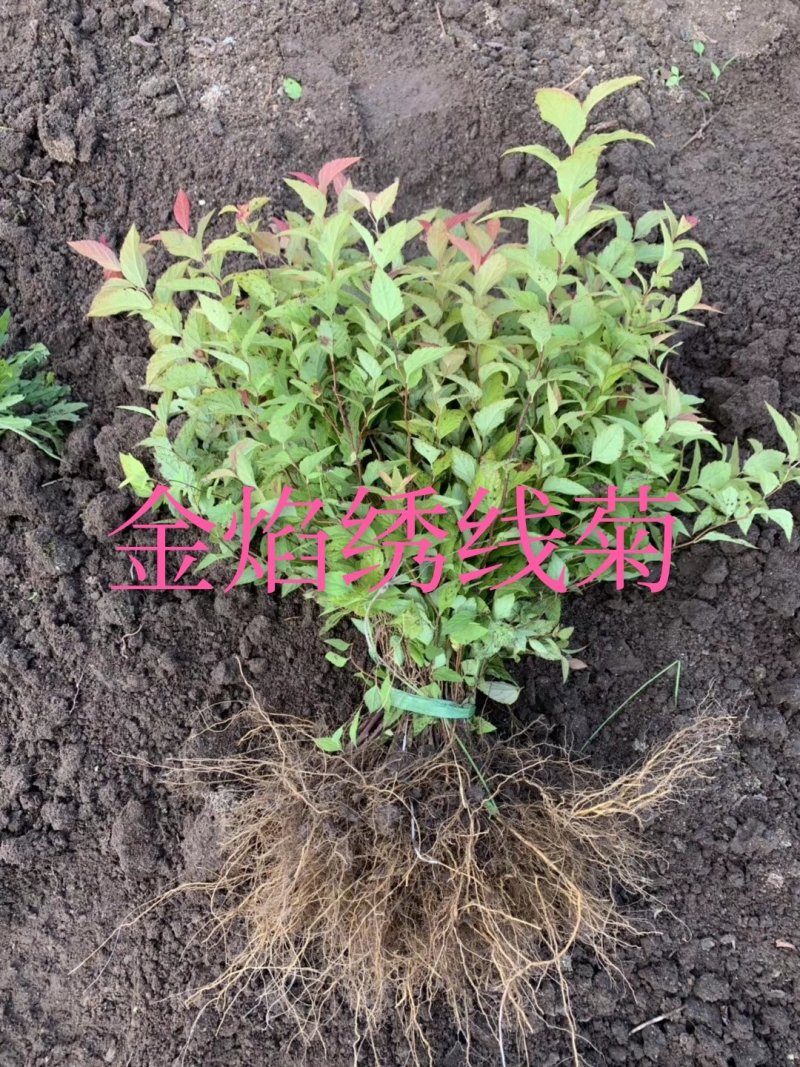 大量批发金叶复叶槭扦插苗源头一手货源产地直发欢迎选购