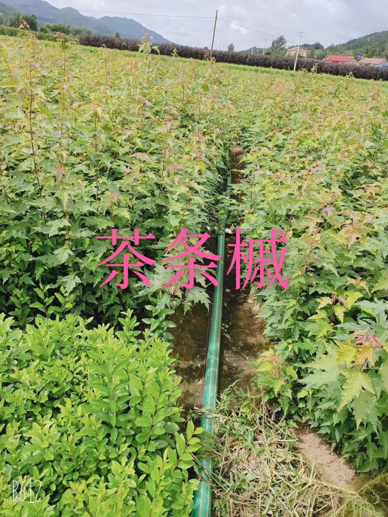大量批发金叶复叶槭扦插苗源头一手货源产地直发欢迎选购