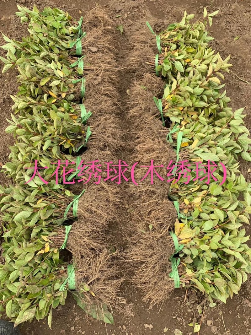 大量批发金叶复叶槭扦插苗源头一手货源产地直发欢迎选购